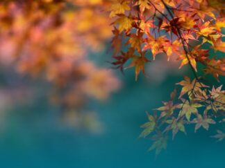 Autumn
