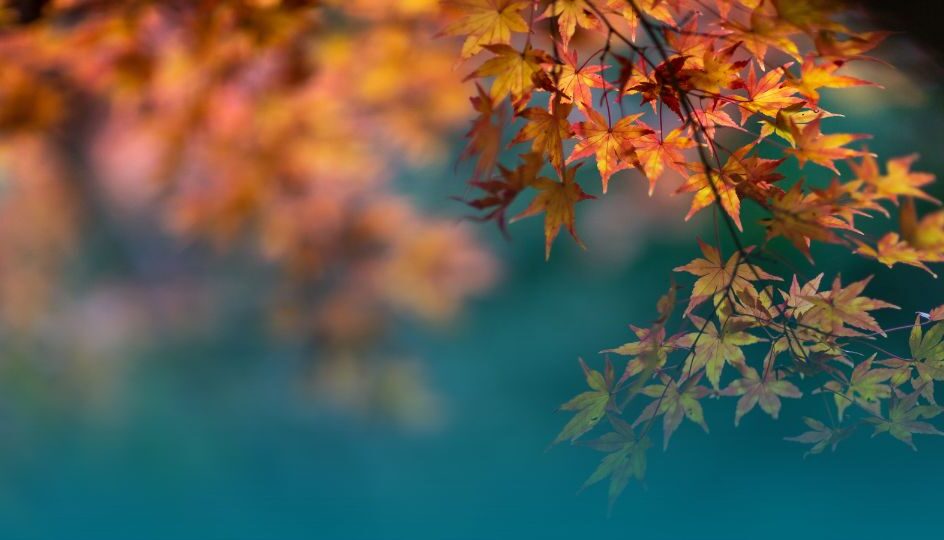 How Autumn Might Affect Your Loved Ones Autumn